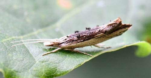 Ypsolopha scabrella